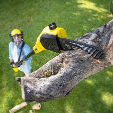 Reliable Wolf Lake, MI Tree Services Solutions