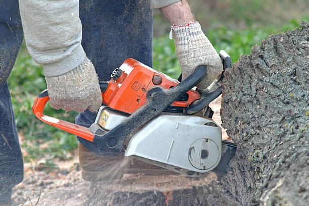 How Our Tree Care Process Works  in  Wolf Lake, MI